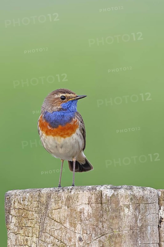 Bluethroat (Luscinia svecica cyanecula), male, on a pasture fence post, wildlife, Lembruch, Ochsen Moor, Dümmer nature park Park, Lower Saxony, Germany