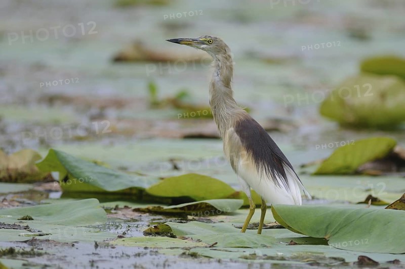 Indian Pond Heron (Ardeola grayii), Sri Lanka