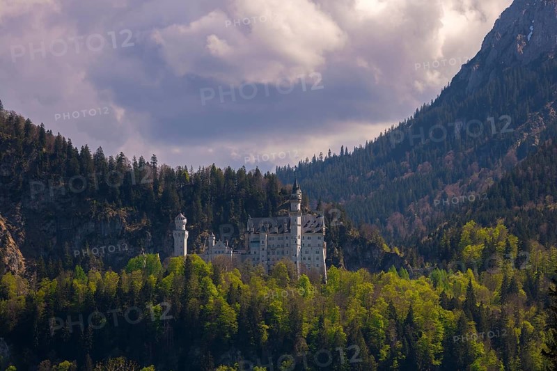 Neuschwanstein Castle nestled in a wooded mountain landscape, Schwangau near Füssen, Ostallgäu district, Swabia, Bavaria, Germany