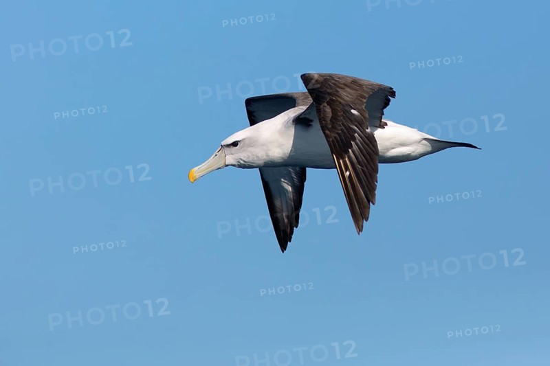 Shy Albatross (Thalassarche cauta) flying, Victoria, Australia