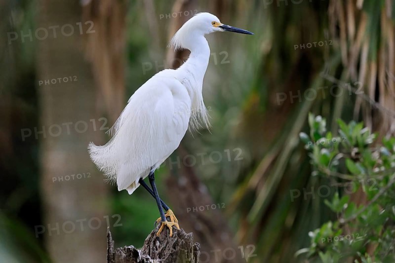 Great Egret (Egretta thula), adult, in breeding plumage, during breeding season, perch, St. Augustine, Florida, North America, USA