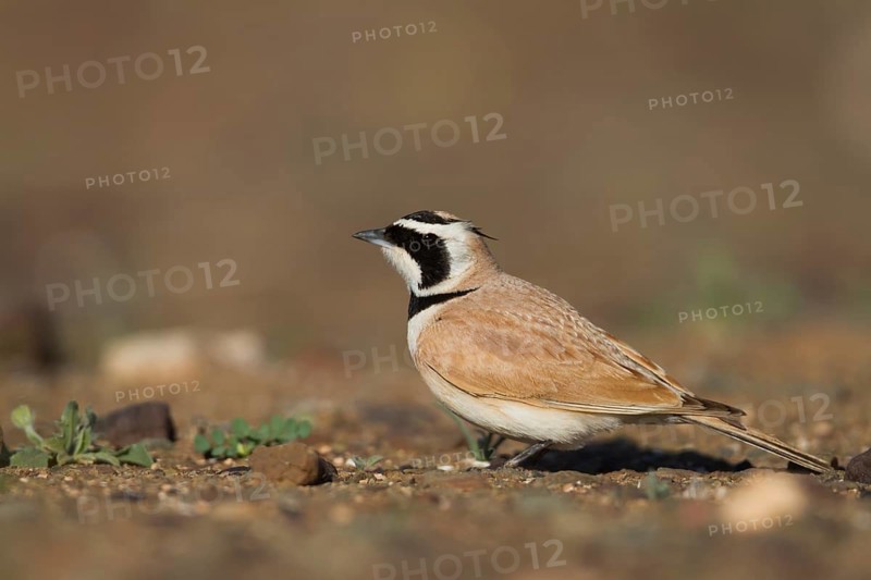 Temminck's Horned Lark - Saharaohrenlerche - Eremophila bilopha, Morocco