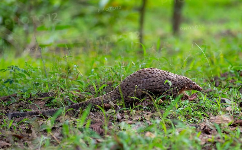 Pangolin in the grass on the ground, White-bellied pangolin (Phataginus tricuspis, Manis tricuspis), Western Region, Pangolin Rescue Centre, Uganda