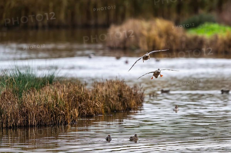 Northern Shoveler, Spatula clypeata, females in flight over marshes