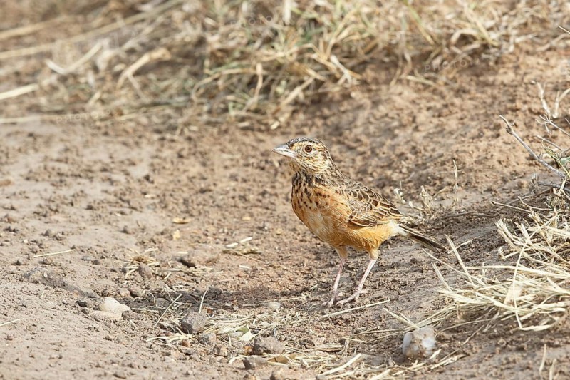Flappet Lark (Mirafra rufocinnamomea), Masai Mara, Kenya