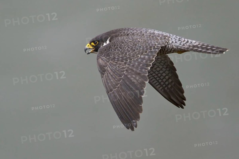 Peregrine Falcon (Falco peregrinus) flying, British Columbia, Canada