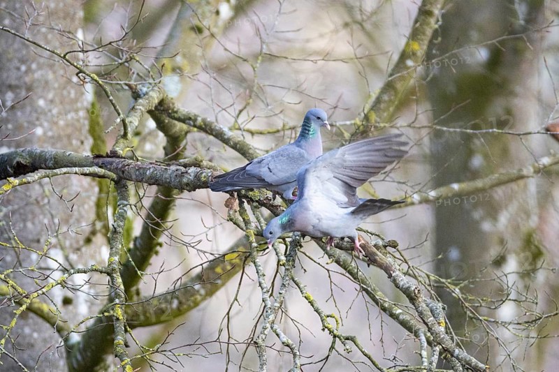 Stock Dove (Columba oenas) Germany