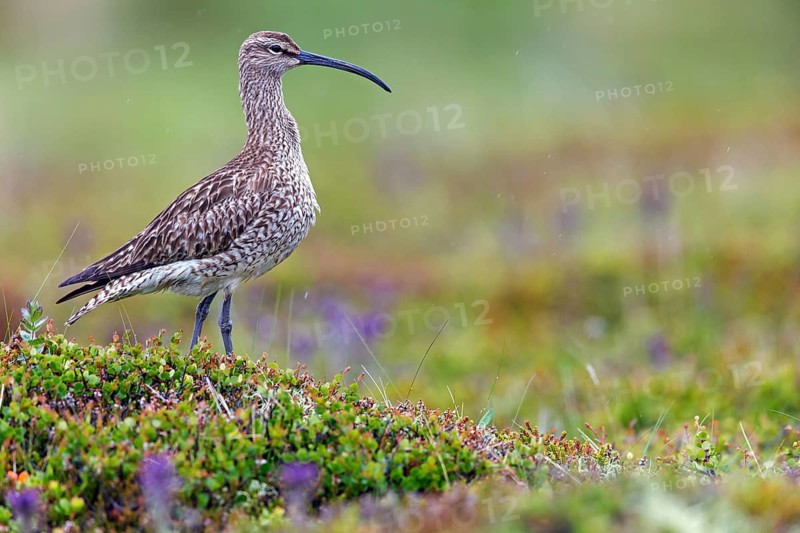 Whimbrel, Animals, Birds, (Numenius phaeopus), Norðurþing, Húsavík, Iceland