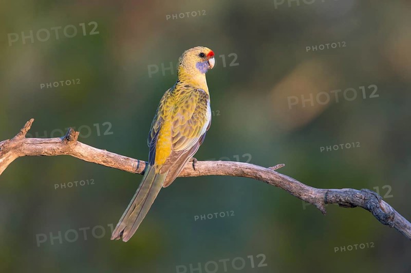 Yellow Rosella (Platycercus elegans flaveolus) male, Victoria, Australia