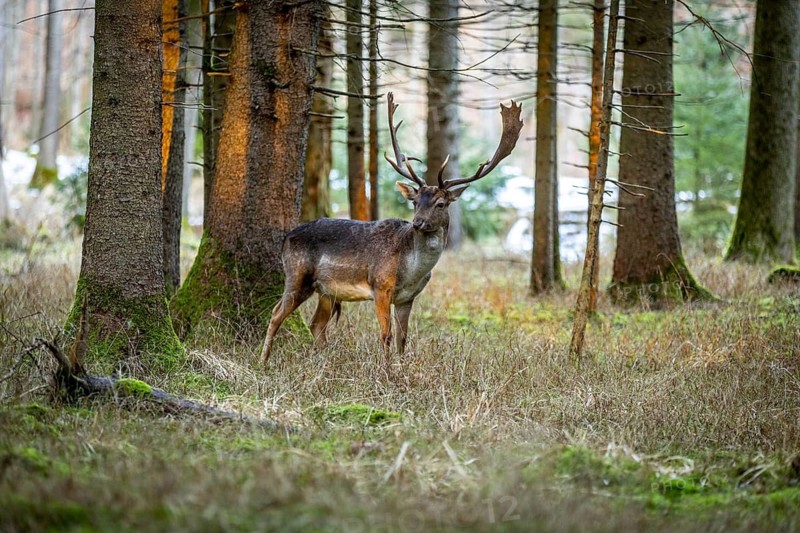 Fallow deer (Dama dama), portrait, male, captive, Landsberg am Lech Wildlife Park, Upper Bavaria, Bavaria, Germany