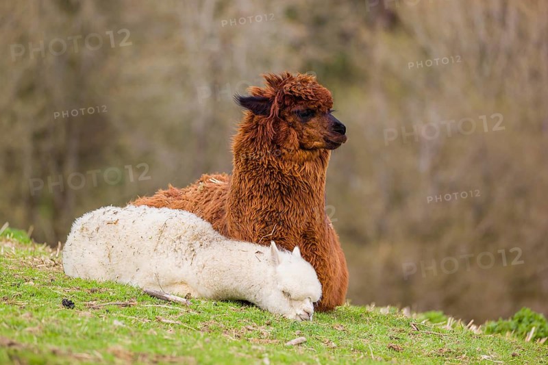 A brown female Alpaca (Vicugna pacos) and its white young rest on a green meadow . A forest is in the distant background