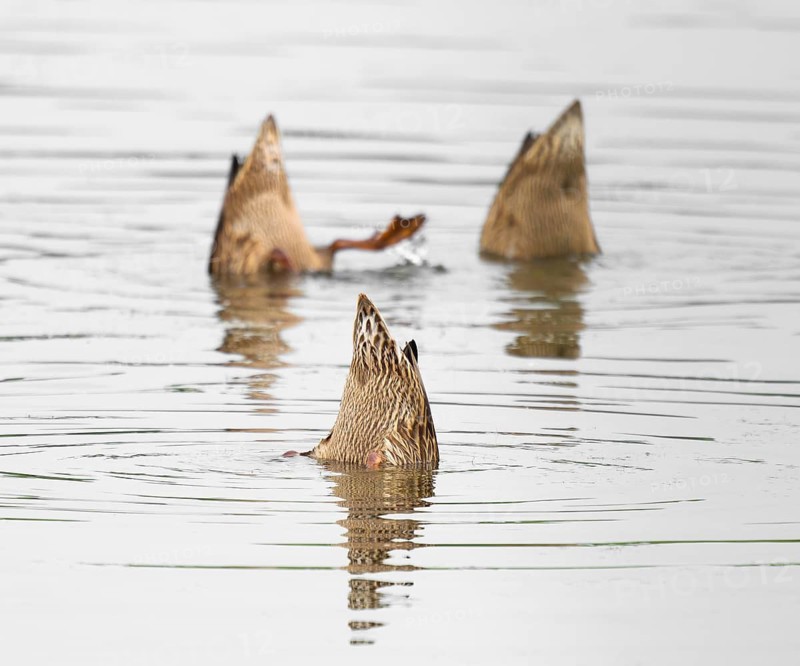 Mallard duck (Anas platyrhynchos), three females digging, with the head under the water surface on a pond, Thuringia, Germany