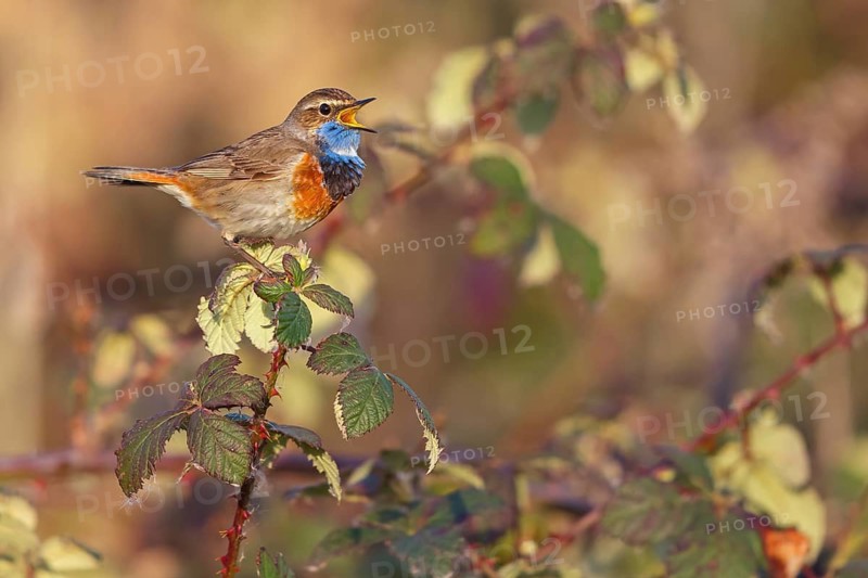 White-throated bluethroat (Luscinia svecica), Luscinia svecicus, Hockenheim, Baden-Württemberg, Germany