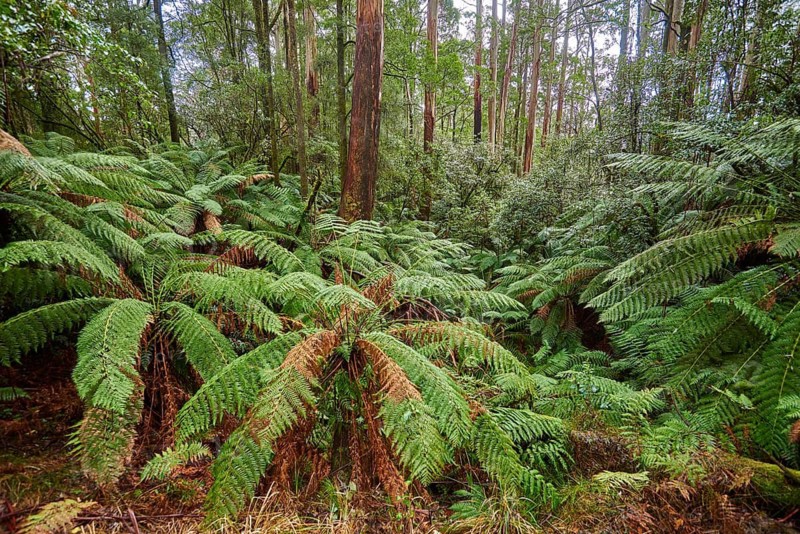 Nature landscape of the forest in the Great Otway National Park in spring, Australia
