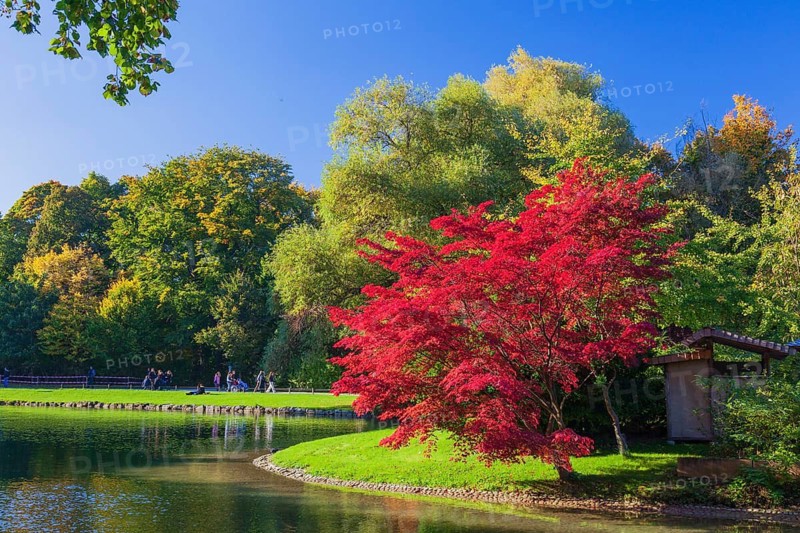 Prunus serrulata or Japanese cherry in autumn. Englischer Garten Munich
