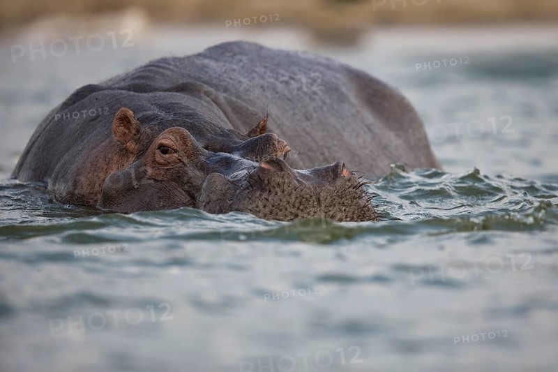 Hippopotamus (Hippopotamus amphibius) adult standing in water, Queen Elizabeth National Park, Uganda