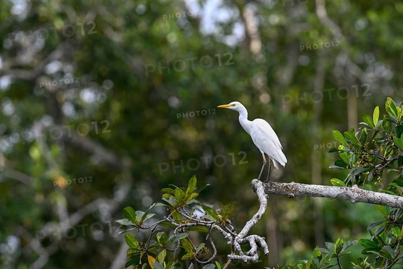 Cattle egret (Bubulcus ibis), Loango National Park, Parc National de Loango, Ogooué-Maritime Province, Gabon