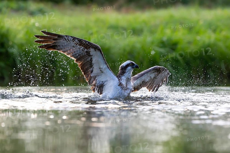 Western osprey (Pandion haliaetus) fishing, Finland