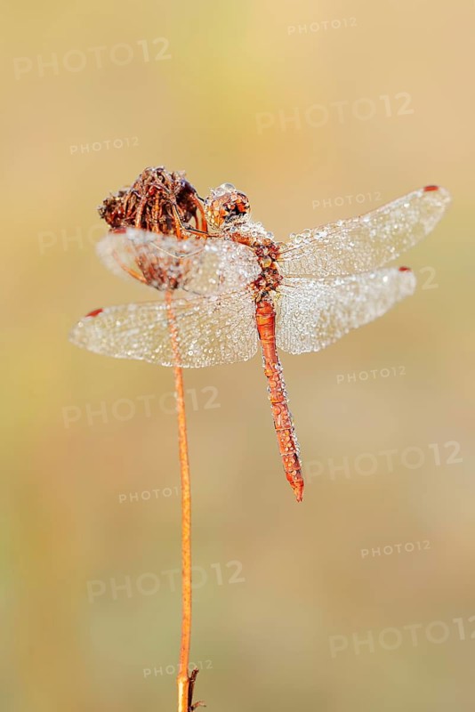 Vagrant darter (Sympetrum vulgatum), male with a dewdrop, North Rhine-Westphalia, Germany