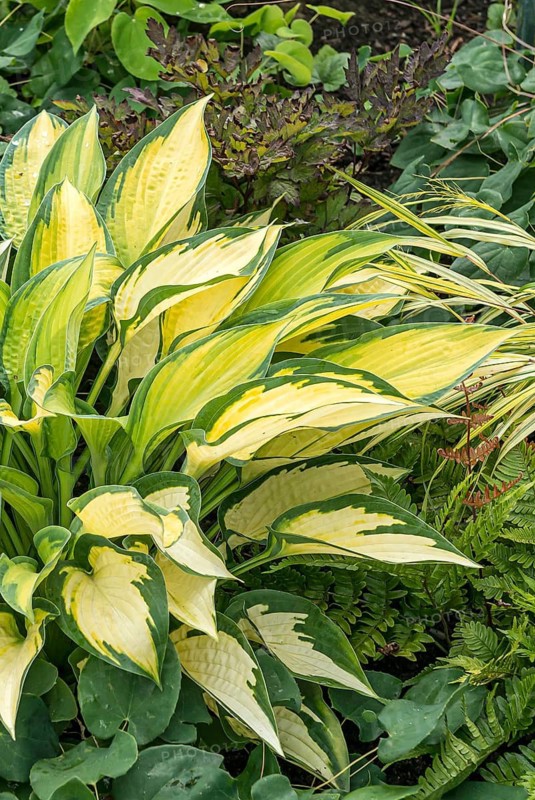Funkia (Hosta 'Orange Marmalade'),  Germany
