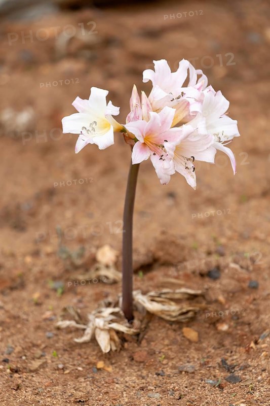 Belladonna lily (Amaryllis belladonna), true amaryllis, flowering, flower, Karoo Desert Botanic Garden, Worcester, Western Cape, South Africa, Africa, Germany
