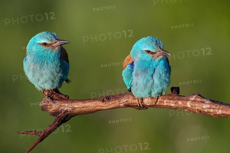 European roller (Coracias garrulus), on perch, Tower Hide, Tiszaalpár, Kiskunsági National Park, Bács-Kiskun, Hungary