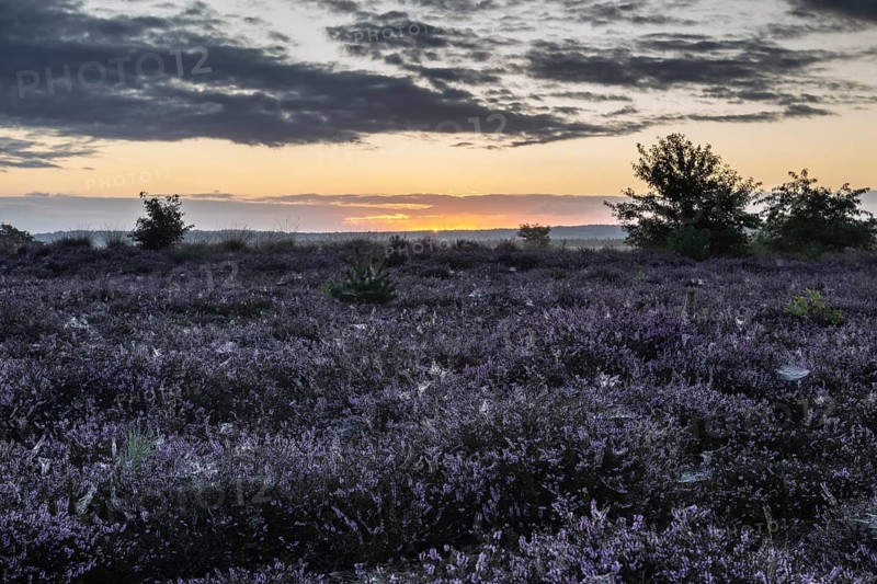 Heath landscape at sunrise, Emsland, Lower Saxony, Germany