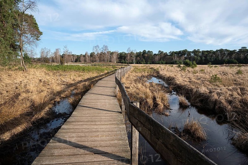 Boardwalk in a moor, Diersfordter Wald nature reserve, Wesel, North Rhine-Westphalia, Germany