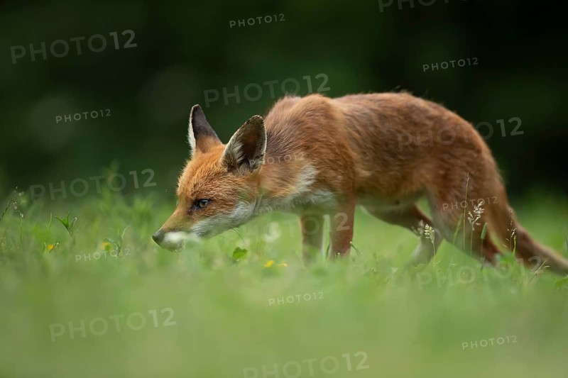 Red fox (Vulpes vulpes) adult animal standing in grassland in the summer, England, United Kingdom