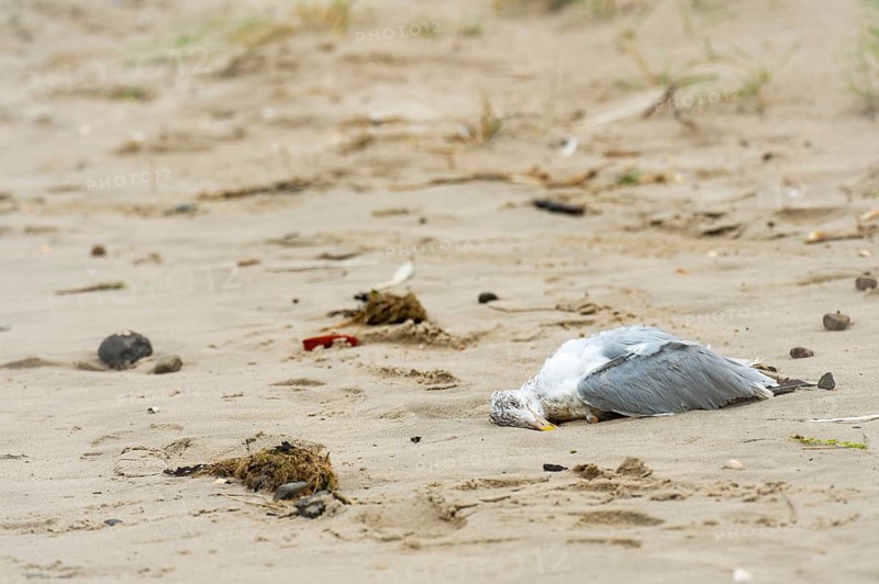 Seagull (Larinae) dead, lying in the sand on the beach of Schillig, yellow beak, grey wings, white upper body, surrounded by a few shells and algae, in the background the beginning of the dune grass is visible, Schillig, Wangerland, North Sea coast, Lower Saxony, Germany