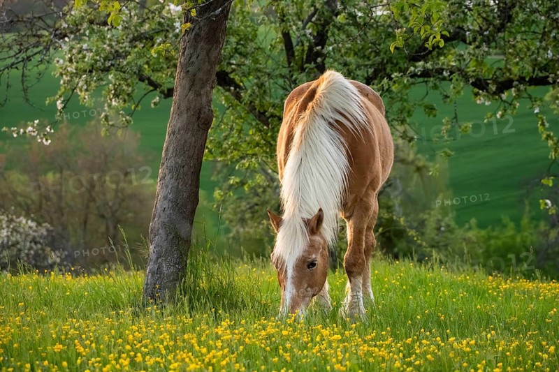 Horse, Haflinger, gelding, in the evening, in the pasture, spring