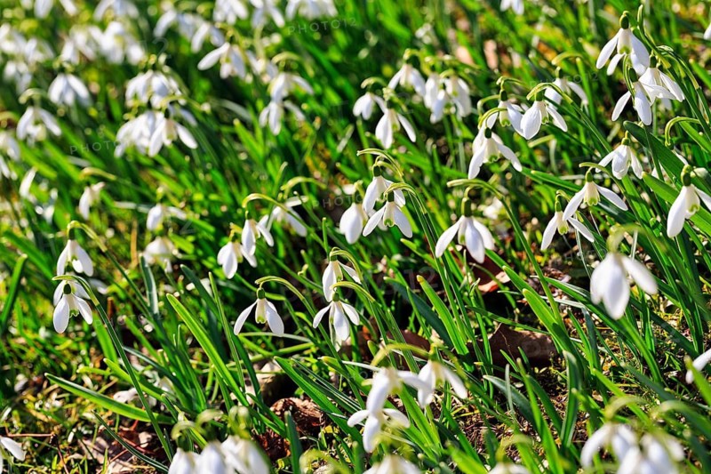Snowdrop (Galanthus), sea of flowers in the sunshine, full-size, Brakel, Teutoburg Forest Eggegebirge nature park Park, East Westphalia-Lippe, Germany