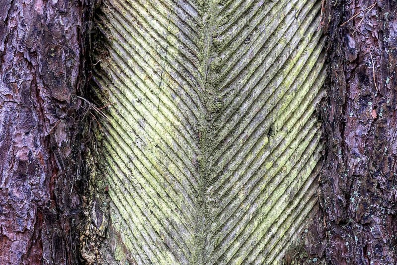 Pine tree (Pinus) with cut-in resin conductive chips, resin extraction until 1990, Darßwald, Darß, Fischland-Darß-Zingst, National Park Vorpommersche Boddenlandschaft, Mecklenburg-Vorpommern, Germany