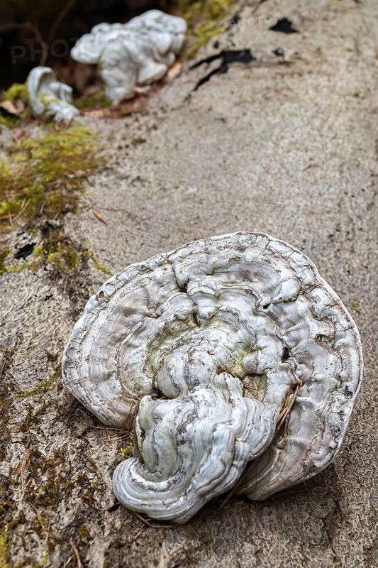 Flat lacquer porling, ganoderma applanatum, ganoderma lipsiense, lacquer porling, painter's mushroom, artist's bracket, artist's conk, artist's fungus, bear bread, fungi, fungus, high size, portrait format, mushrooms