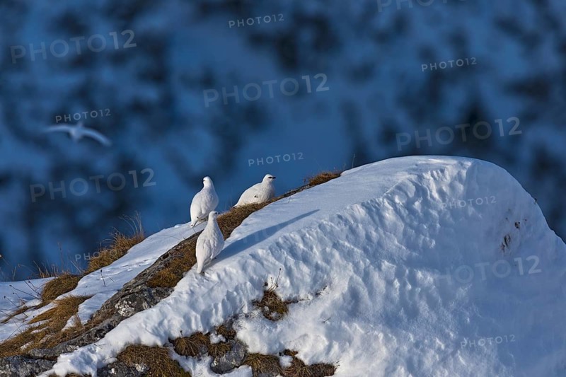 Rock Ptarmigan (Lagopus muta) group on snow covered rock, Tyrol, Austria