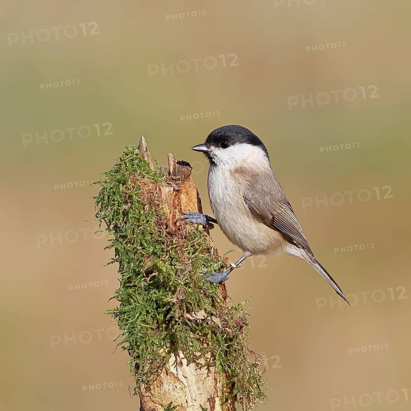 A marsh tit (Parus palustris) perched on moss-covered deadwood, Wilnsdorf, North Rhine-Westphalia, Germany