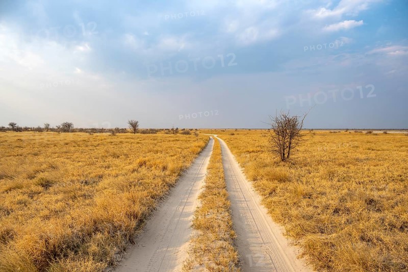Road, track between yellow dry grass, Nxai Pan National Park, Botswana