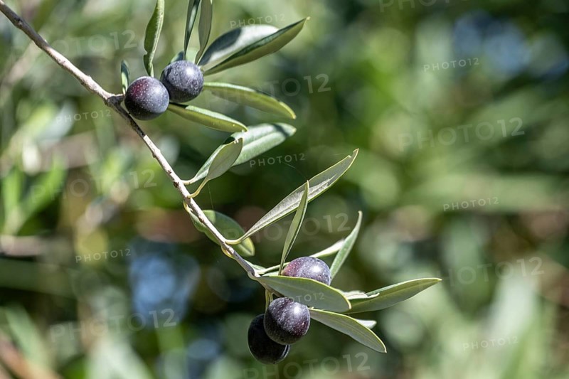 Olive tree, olive tree (Olea europaea), fruit, Sicily, Italy