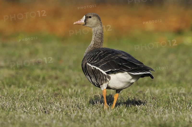 Greater White-fronted Goose (Anser albifrons), British Columbia, Canada