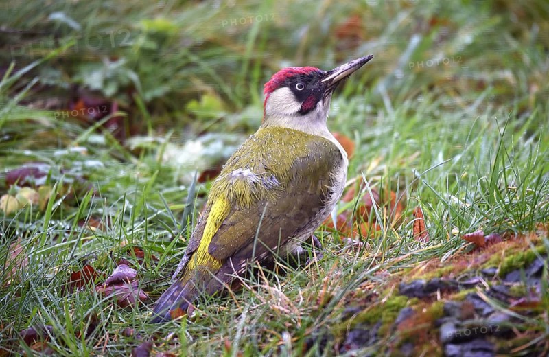 Green woodpecker (Picus viridis) searches for food in the garden when it rains