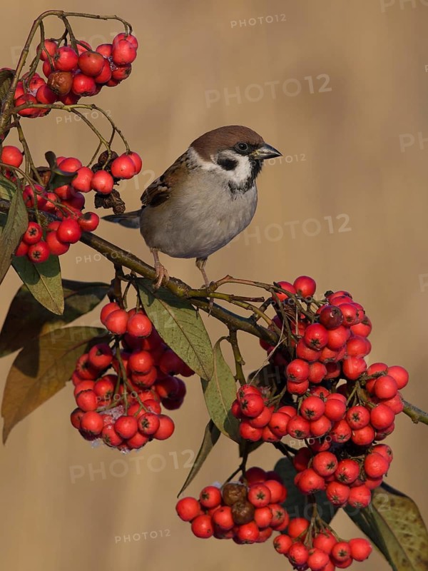 Eurasian Tree Sparrow (Passer montanus), Utrecht, Netherlands