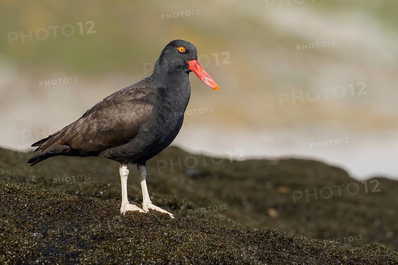 Blackish Oystercatcher (Haematopus ater) along the rocky coastline in the Falkland Islands