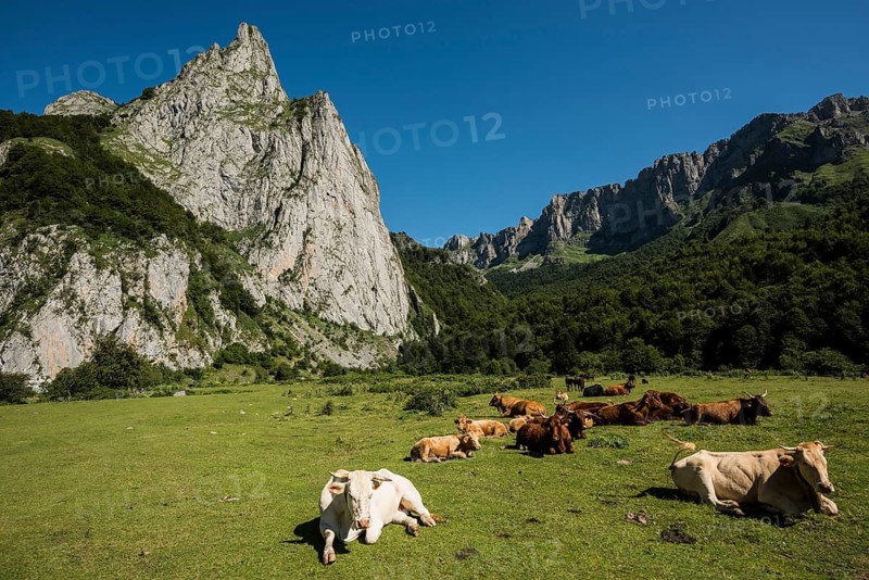 Mountain landscape and cows, Lescun, Département Pyrénées-Atlantiques, Region Nouvelle-Aquitaine, Pyrenees, France