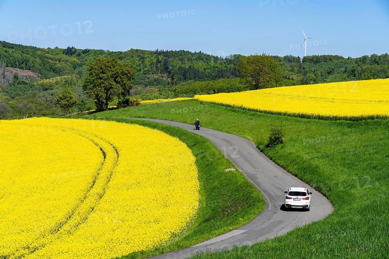 Car on a small country road through rape fields in full bloom, spring in the Elfringhauser Schweiz, hilly landscape south of the Ruhr near Hattingen-Elfringhausen, transition to the Bergisches Land, North Rhine-Westphalia, Germany