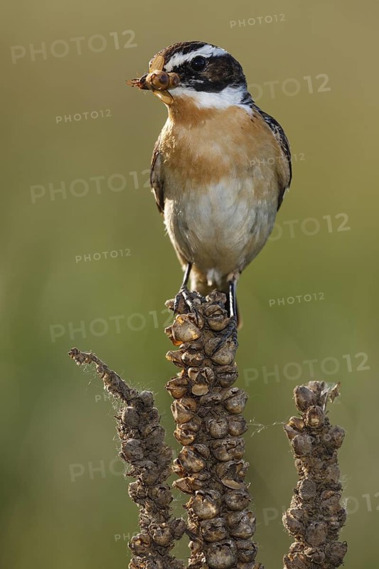 Whinchat (Saxicola rubetra) with insect in beak, Castile, Spain