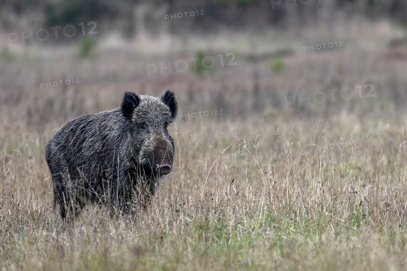 After a short time, the wild boar (Sus scrofa) visibly relaxes, intoxication time, mating season, November, Denmark