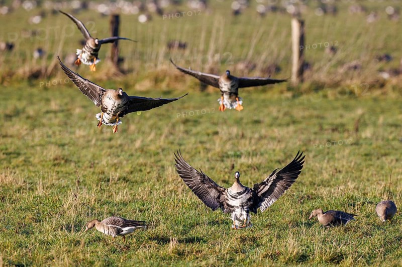 White-fronted geese (Anser albifrons), Bislicher Insel, Xanten, Germany