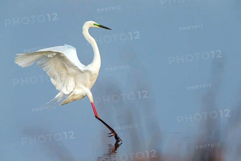 Great White Egret, Great White Heron, Great Egret, Egretta alba, Casmerodius albus, Ardea alba, Grande Aigrette, Garceta Grande, Lake Neusiedl, Burgenland, Austria