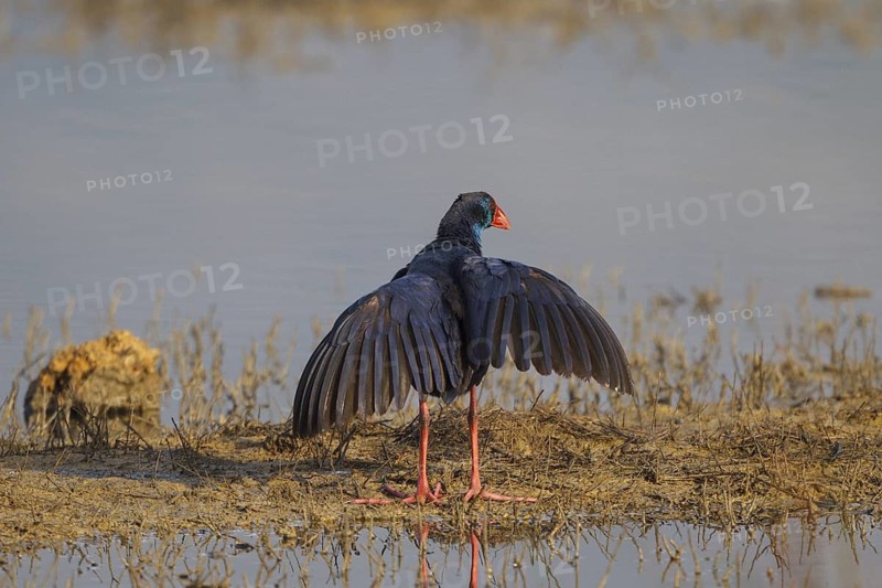 Western Swamphen (Porphyrio porphyrio) foraging, Spain