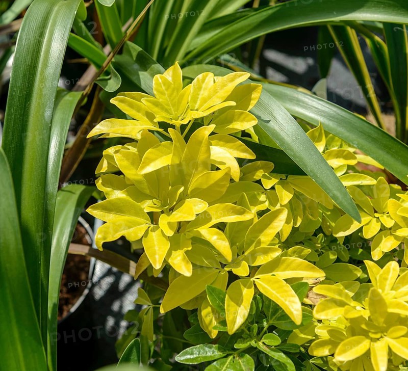 Mexican starleaf (Choisya ternata SUNDANCE), BS Sämann, Germany